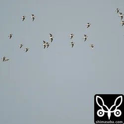 タカブシギ