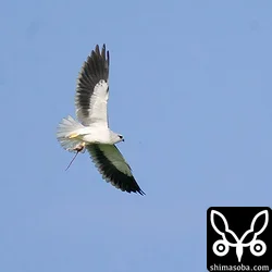 カタグロトビ