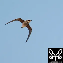 ツバメチドリの飛翔。SONYのボディーにCanonのロクヨン。追い風で最高速が出るとオートフォーカスが追いきれていないように感じた。