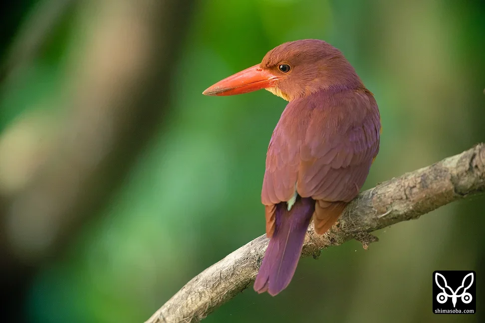 リュウキュウアカショウビン
