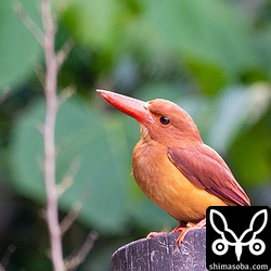 夕方、リュウキュウアカショウビンは活発に動き回っているようで、林道や公園など多くの個体を見かけました。