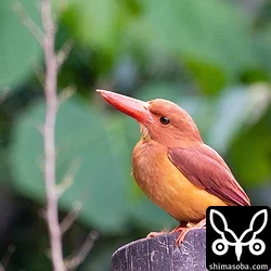 夕方、リュウキュウアカショウビンは活発に動き回っているようで、林道や公園など多くの個体を見かけました。