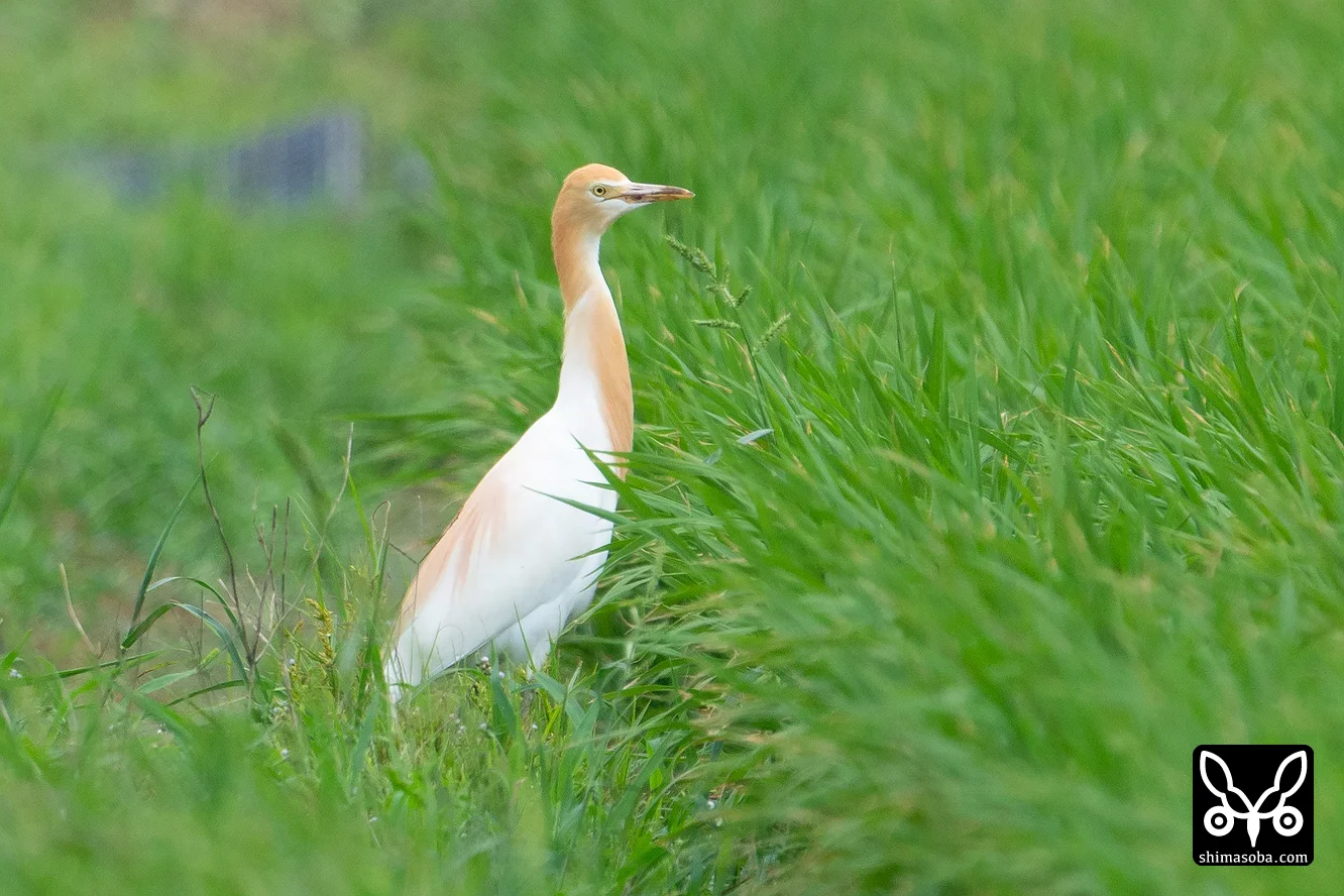 アマサギ