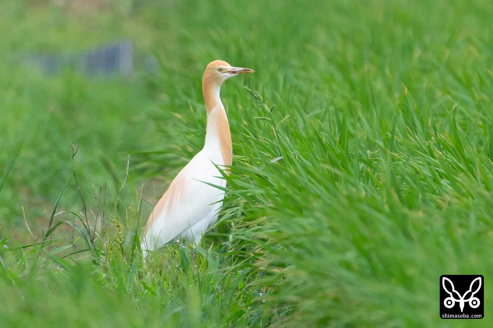 アマサギ