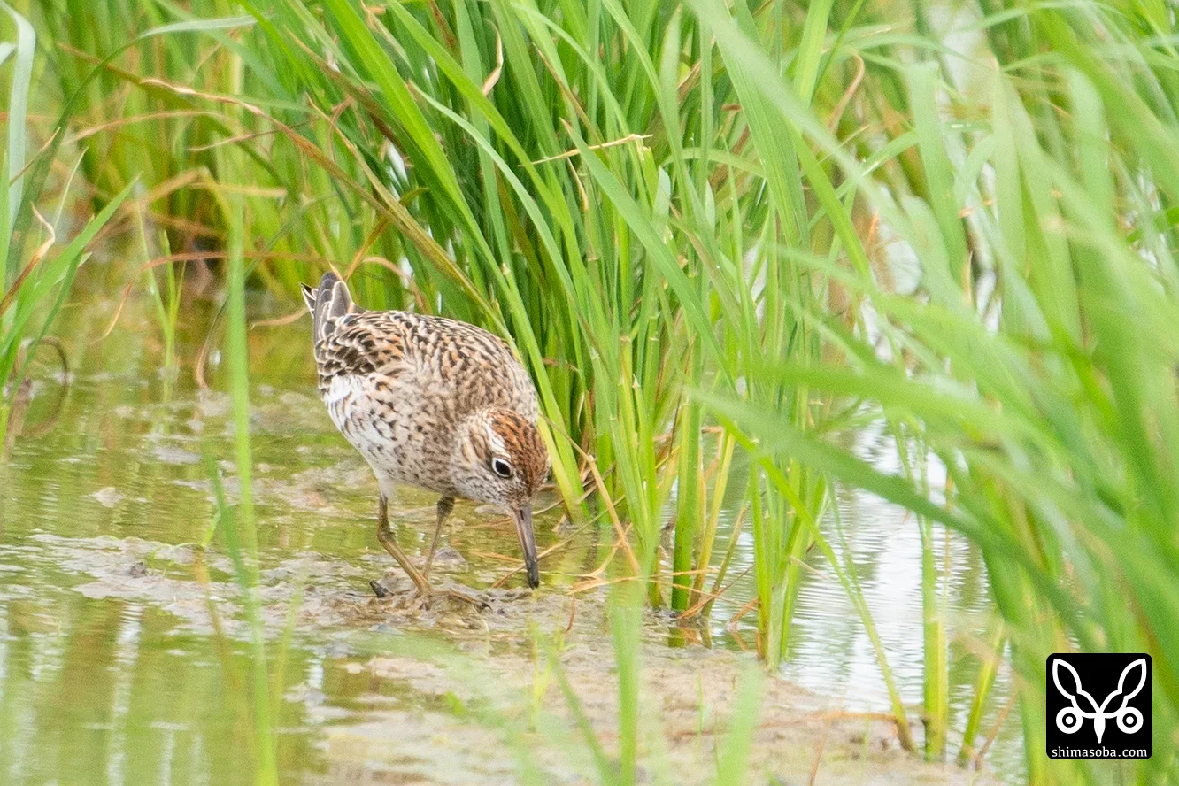 ウズラシギ
