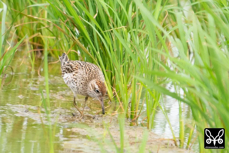 ウズラシギ