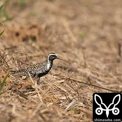 ムナグロ