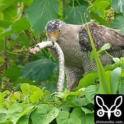 カンムリワシの悠々。アカメガシワの木の上で大きなサキシママダラを食っていた。