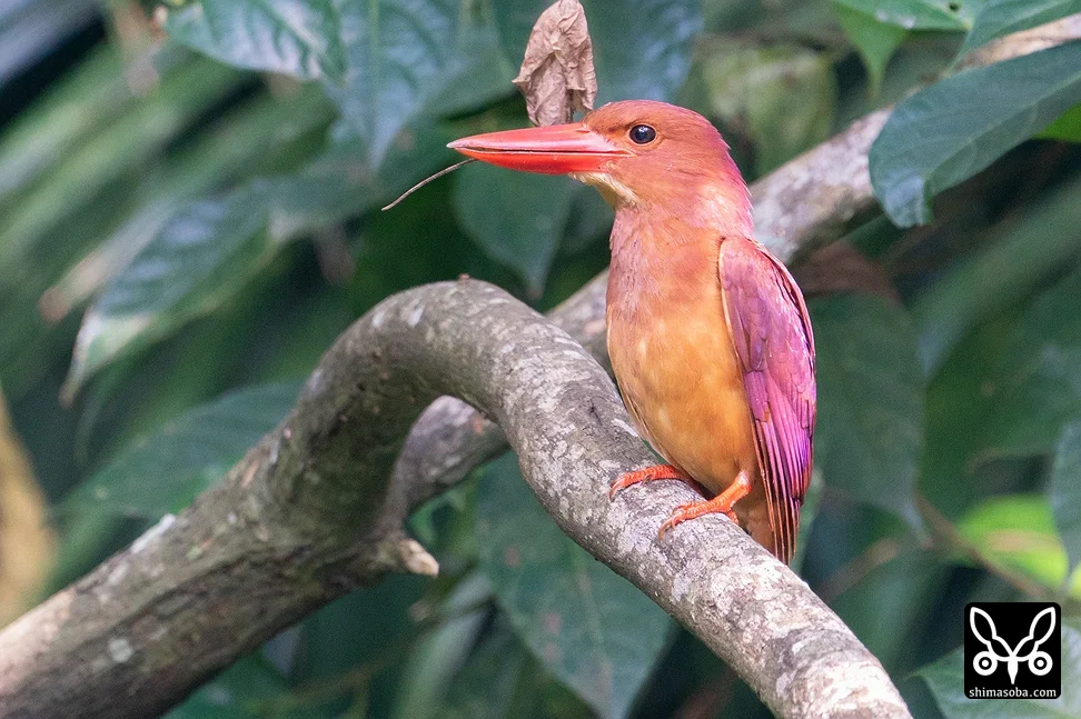 リュウキュウアカショウビン