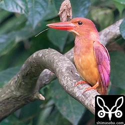 リュウキュウアカショウビン