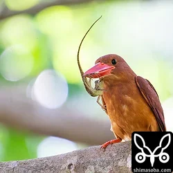 リュウキュウアカショウビン