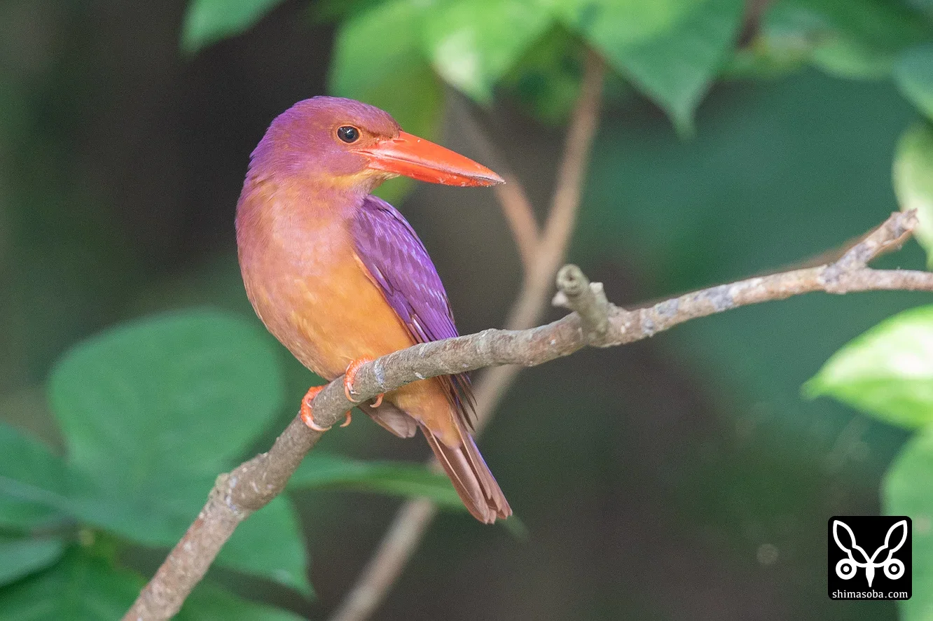 リュウキュウアカショウビン