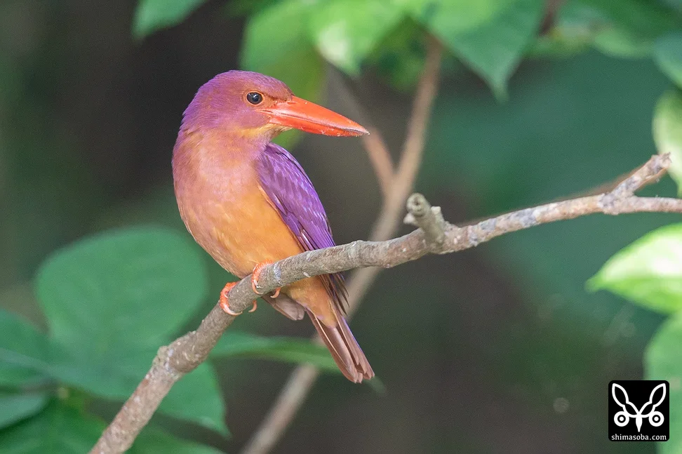 リュウキュウアカショウビン