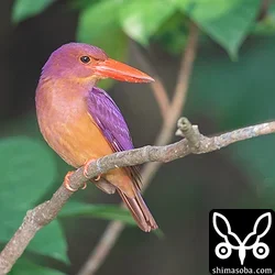 リュウキュウアカショウビン