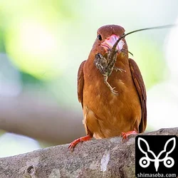 リュウキュウアカショウビン