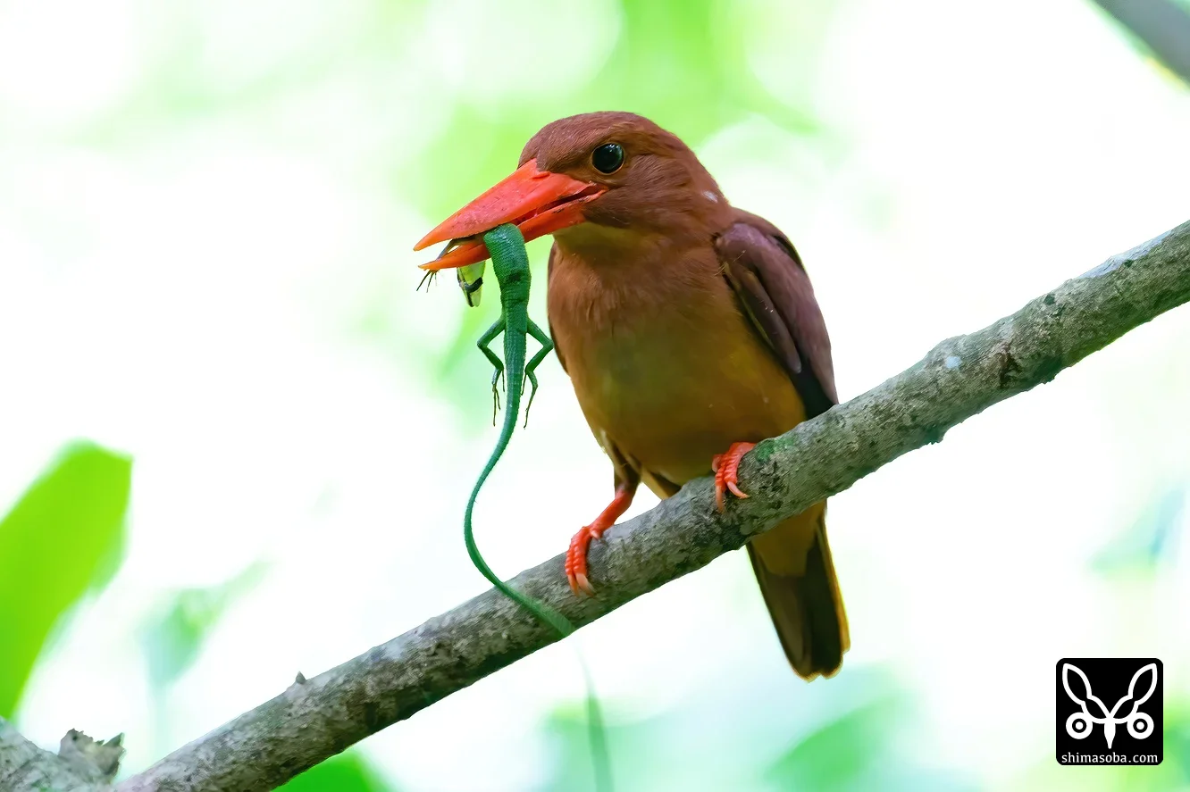 リュウキュウアカショウビン