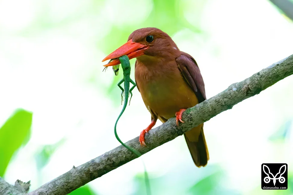 リュウキュウアカショウビン