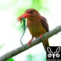 リュウキュウアカショウビン