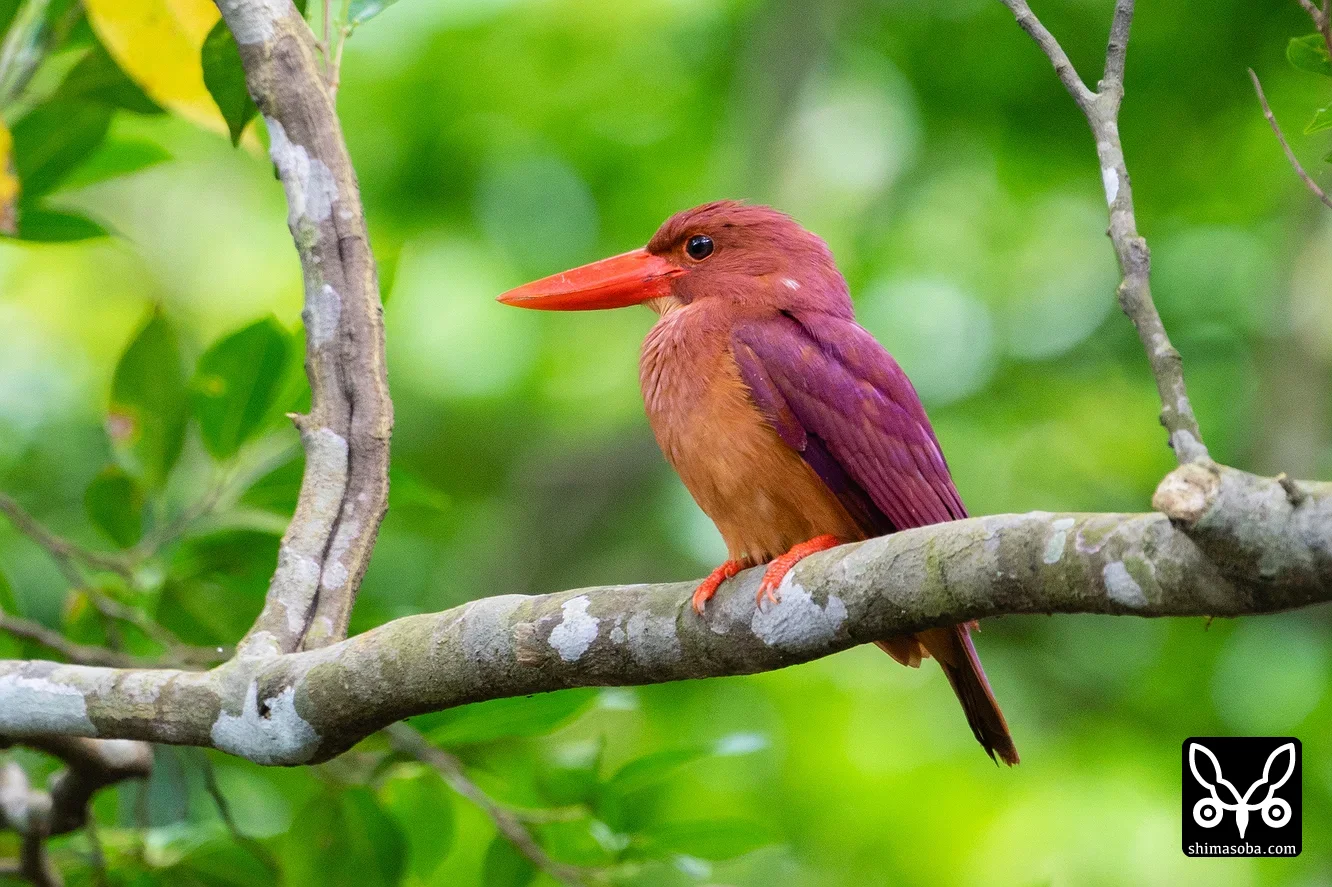 リュウキュウアカショウビン