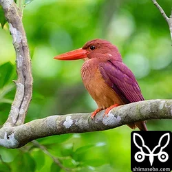 リュウキュウアカショウビン