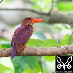 リュウキュウアカショウビン