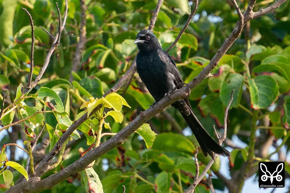 オウチュウ