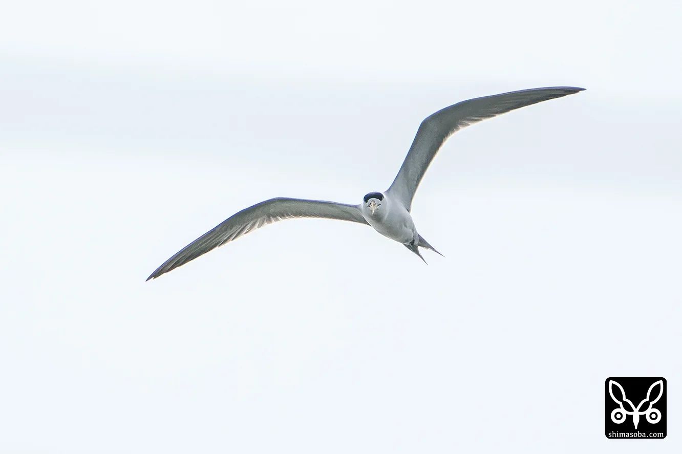 オオアジサシ