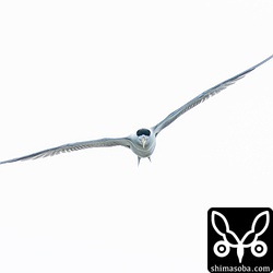 翼を広げると140センチほどもある大きなオオアジサシがたくさん舞う風景は壮観でした!!