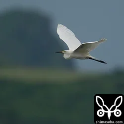 チュウダイサギ