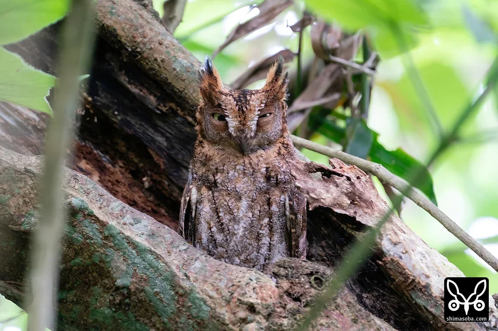 リュウキュウコノハズク