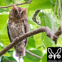 リュウキュウコノハズク