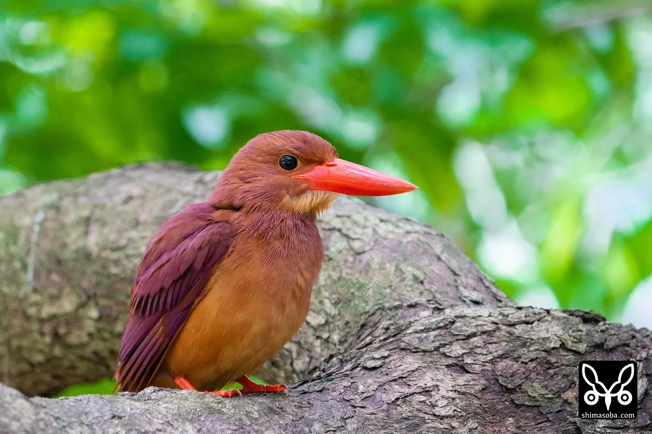リュウキュウアカショウビン