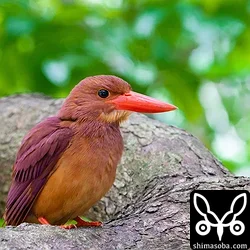 リュウキュウアカショウビン