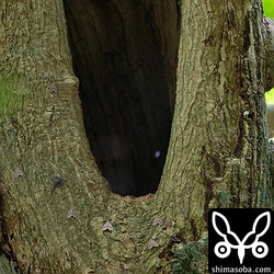 コノハズクはおそらくこの樹洞を利用するものと思われます。樹洞の入り口には水玉模様が可愛らしいガとエメラルドグリーンが美しいアオミオカタニシがくっ付いています。陸生貝類なのに蓋がついた変わったやつです。^^