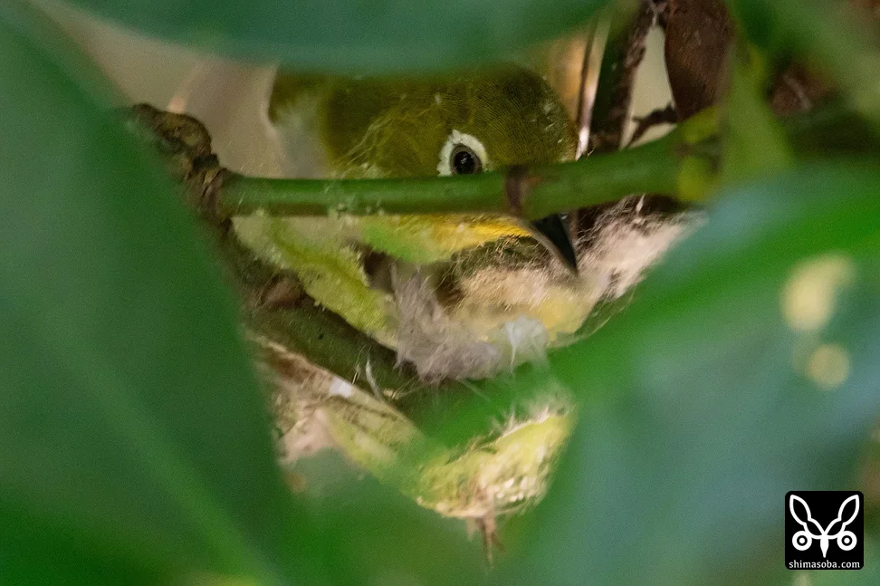 リュウキュウメジロ