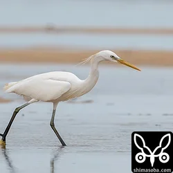 カラシラサギは、潮の引いた海岸を歩き回りながら小魚や甲殻類などを捕まえているようでした。