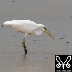 アナゴのような細長い魚を捕まえたカラシラサギ。