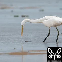 水中の獲物に狙いを定めるカラシラサギ。この後、狩りは失敗。^^;