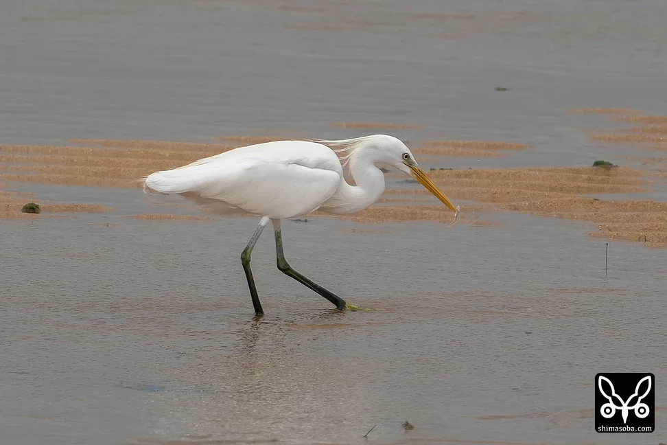 カラシラサギ