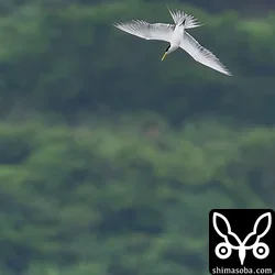 オオアジサシ