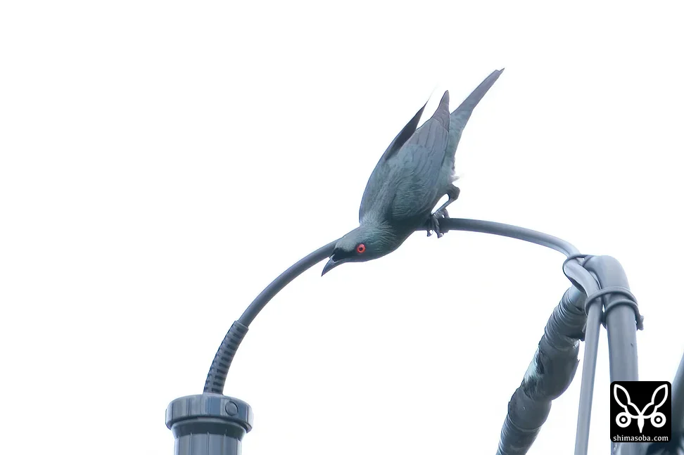 ミドリカラスモドキ