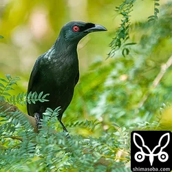 ミドリカラスモドキの成鳥。電線に止まる以外は、葉の茂った木に潜ってしまいなかなか見つけるのが大変でした。