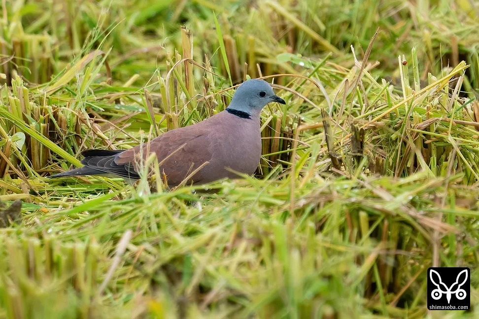ベニバト