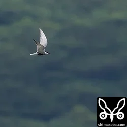 クロハラアジサシ