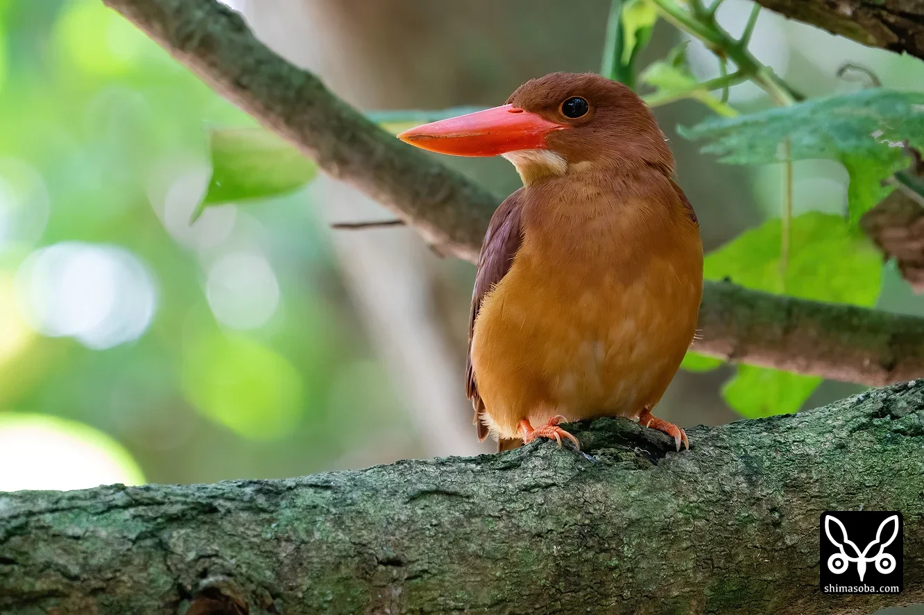 リュウキュウアカショウビン