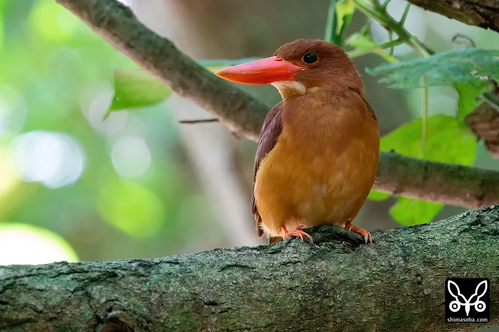 リュウキュウアカショウビン