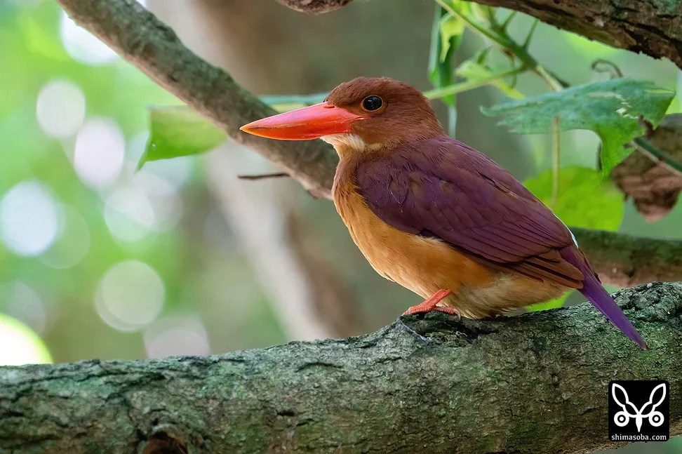 リュウキュウアカショウビン