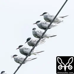 クロハラアジサシ