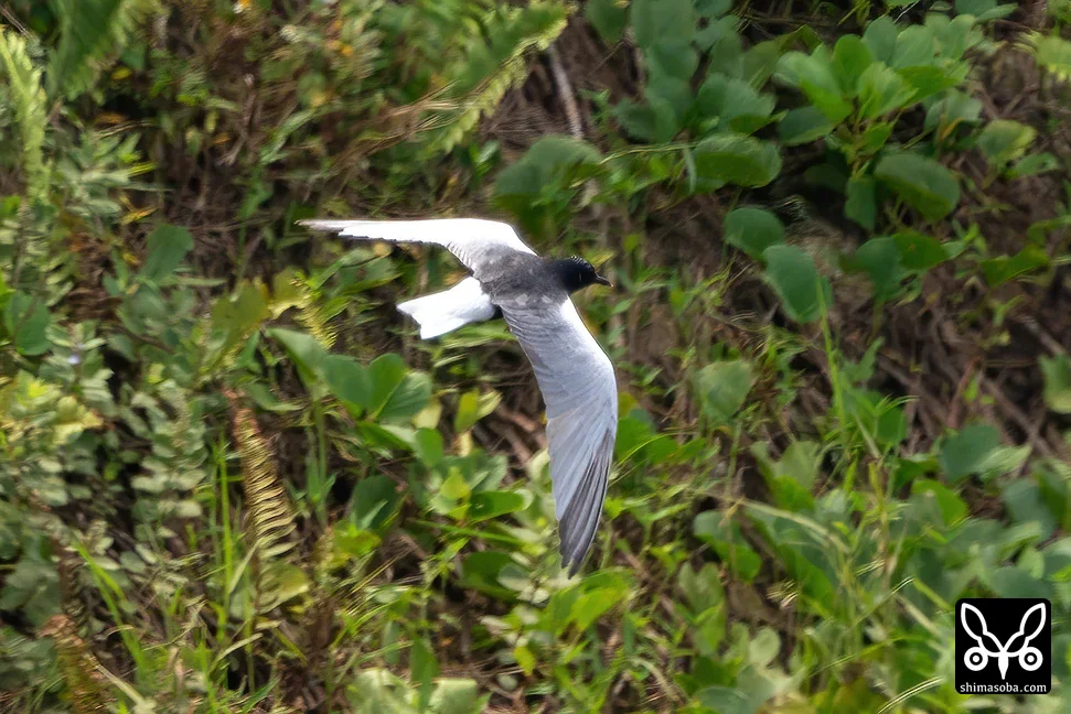 ハジロクロハラアジサシ