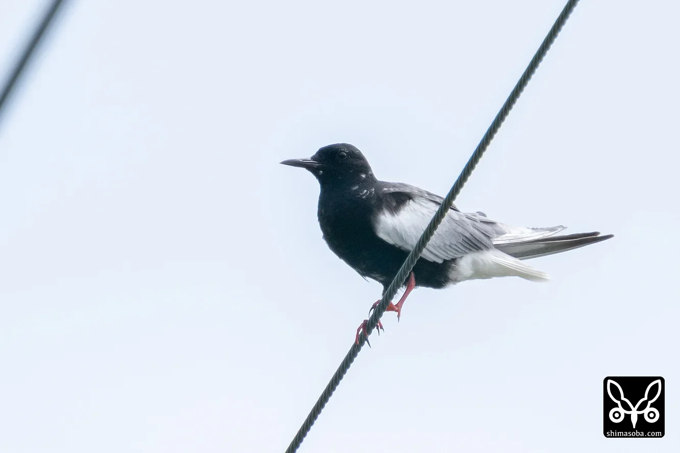 ハジロクロハラアジサシ